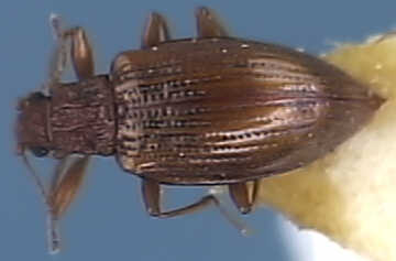 Stephostethus lardarius